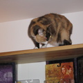 IMG-0053
